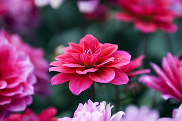 Image showing Blooming dahlia flowers