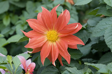 Image showing Blooming dahlia flower