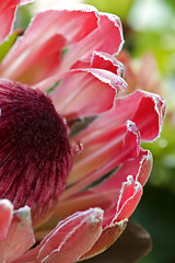 Image showing Close up blooming protea