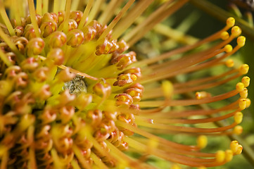 Image showing Yellow blooming protea pincushion