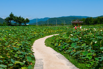 Image showing Lotus pond