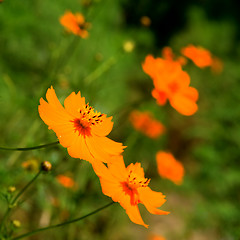 Image showing Orange marguerite