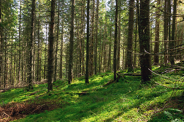 Image showing beautiful wild forest in Apuseni