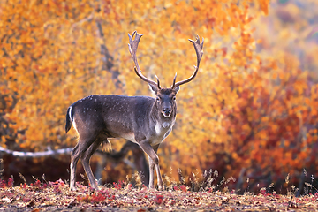 Image showing fallow deer stag in beautiful autumn setting