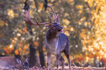 Image showing Fallow deer stag in mating season