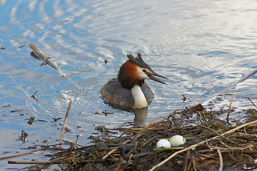 Image showing great crested grebe near the nest