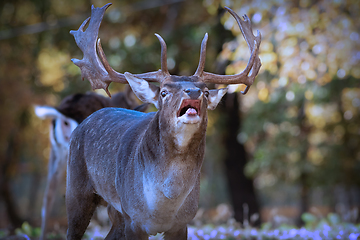 Image showing portrait of roaring deer