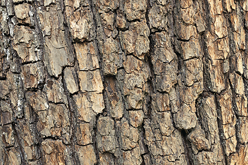 Image showing oak tree bark texture