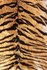 Image showing tiger pelt with beautiful stripes