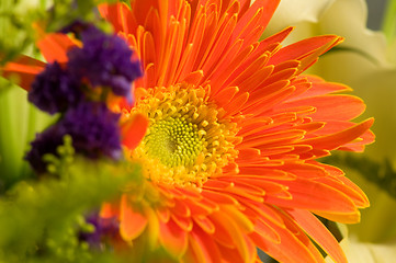 Image showing Orange marguerite