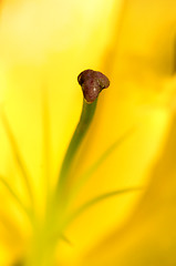 Image showing Stamen of yellow Lily