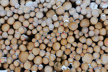 Image showing A Stack of Cut Logs