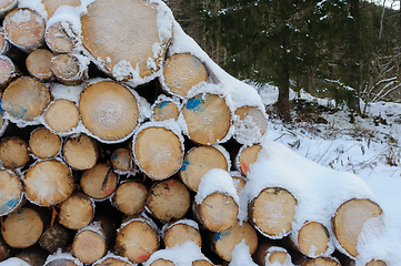 Image showing A Pile of Cut Logs Covered in Snow