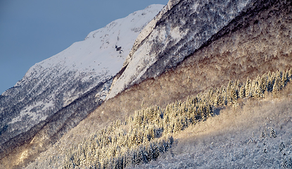 Image showing A snowy mountain with trees in sunlight