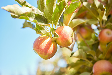 Image showing Apple, fruit and trees with produce on a farm for sustainability or organic agriculture outdoor in summer. Food, nature and health with produce apples growing outside in the natural farming industry