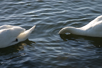 Image showing Continuous Swans