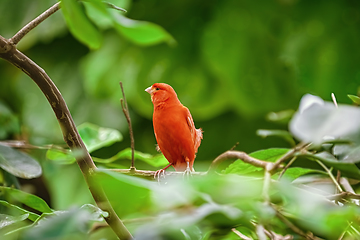 Image showing Red canary