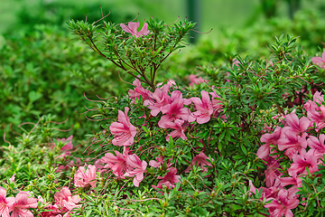 Image showing Rhododendron flowers in the forest