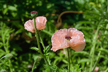 Image showing Blossom of poppy flower