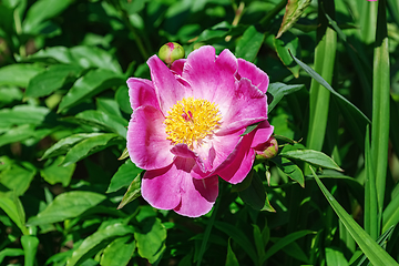 Image showing Flower of Peony