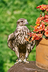 Image showing Saker falcon (Falco cherrug)