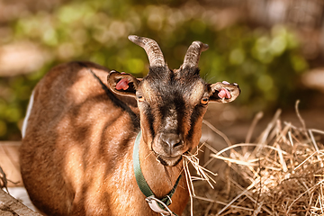 Image showing Portrait of goat