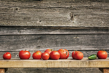 Image showing Row of tomatoes on a bench