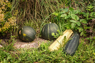 Image showing Pumpkins and squashes on the grass
