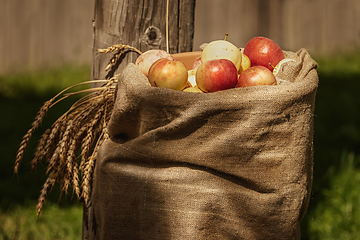 Image showing Burlap sack of ripe apples