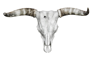 Image showing Bull skull over white