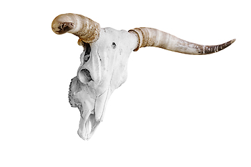 Image showing Bull skull over white