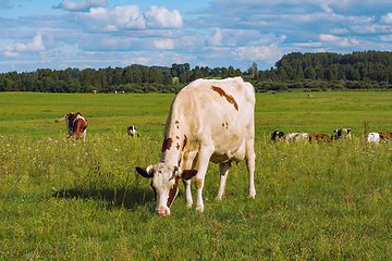 Image showing Cow on the pasture