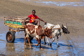 Image showing Traditional zebu carriage on the road. The zebu is widely used as a draft animal in Madagascar.