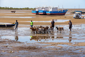 Image showing Shepherd cuts through the mudflats at low tide, driving his flock of sheep through the port of Toliara, Madagascar.