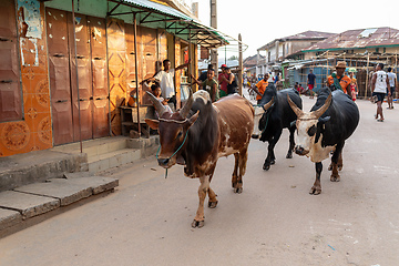 Image showing Daily scene of Madagascar. Cattle being herded through the streets of the town Miandrivazo.