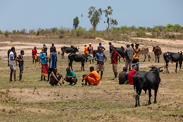 Image showing Zebu bulls and cows are being traded at a market in Belo Sur Tsiribihina, Madagascar.