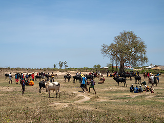 Image showing Zebu bulls and cows are being traded at a market in Belo Sur Tsiribihina, Madagascar.