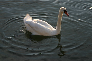 Image showing Swan moving its tail