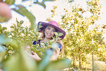 Image showing Happy farmer, woman and picking an apple from a tree on a farm in spring. Happy female collecting fruits in an orchard during harvest season with fresh red apples growing on an agriculture farmland