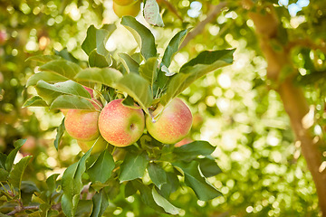 Image showing Apple, farm or garden with trees for harvest on field of sustainable orchard farmland outside on sunny day. Agriculture, nutrition and sustainability ripe organic fruit to eat growing in green tree