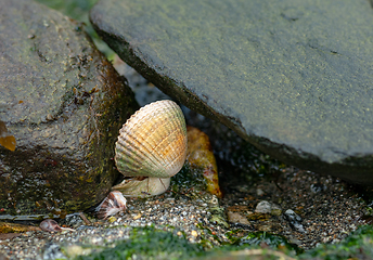 Image showing A snail on the ground