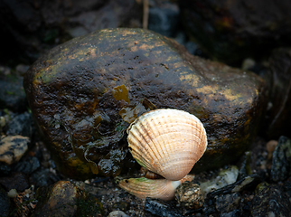 Image showing A shell on a rock