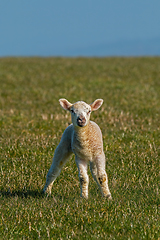 Image showing Lamb on the South Downs