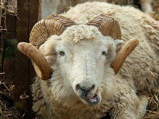 Image showing Ram Chewing the Cud