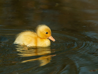 Image showing Yellow Duckling Swimming 