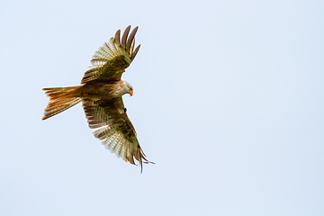 Image showing Red Kite in Wales