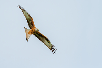 Image showing Red Kite in Wales