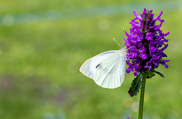 Image showing beautiful butterfly on blooming flower
