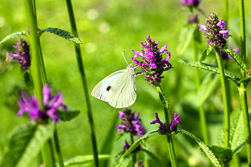 Image showing beautiful butterfly on blooming flower