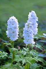 Image showing beautiful white delphinium flowers